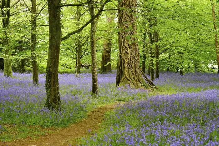 Framed Print : Blossoms of Common bluebell (Hyacinthoides non-scripta) in the forest Framed Print : Blossoms of Common bluebell (Hyacinthoides non-scripta) in the forest