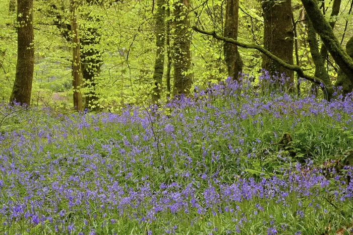 Framed Print : Blossoms of Common bluebell (Hyacinthoides non-scripta) in the forest Framed Print : Blossoms of Common bluebell (Hyacinthoides non-scripta) in the forest