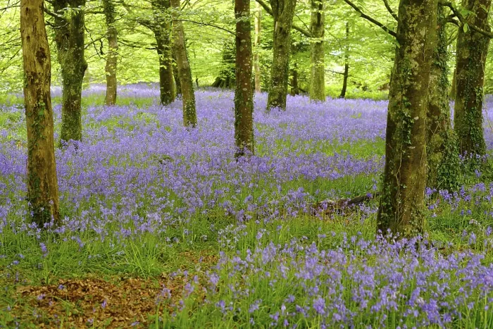 Framed Print : Blossoms of Common bluebell (Hyacinthoides non-scripta) in the forest