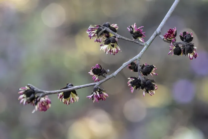 Framed Print : Blossoms of the ironwood tree (Parrotia persica) Framed Print : Blossoms of the ironwood tree (Parrotia persica)