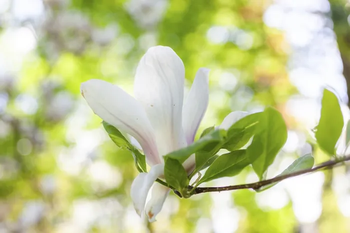 Framed Print : Blossoms of a magnolia (Magnolia)