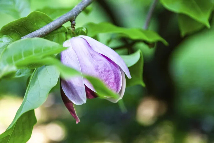 Framed Print : Blossoms of a magnolia (Magnolia)