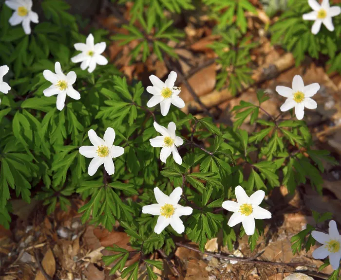 Framed Print : Blossoms of wood anemone (Anemone nemorosa) on forest floor at Monchsberg Framed Print : Blossoms of wood anemone (Anemone nemorosa) on forest floor at Monchsberg
