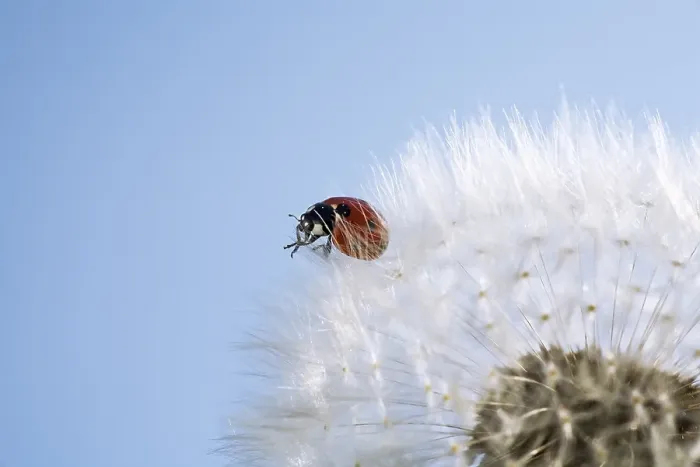 Framed Print : Blow ball (Taraxacum officinale) with ladybird (Coccinellidae)