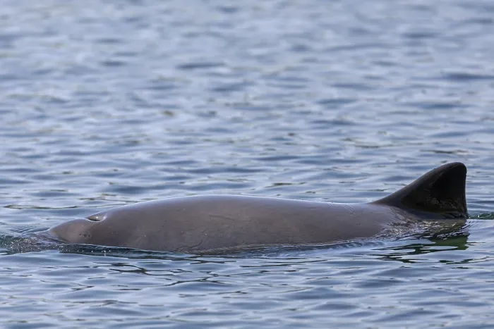 Framed Print : The blowhole of the Harbour porpoise (Phocoena phocoena) is clearly visible