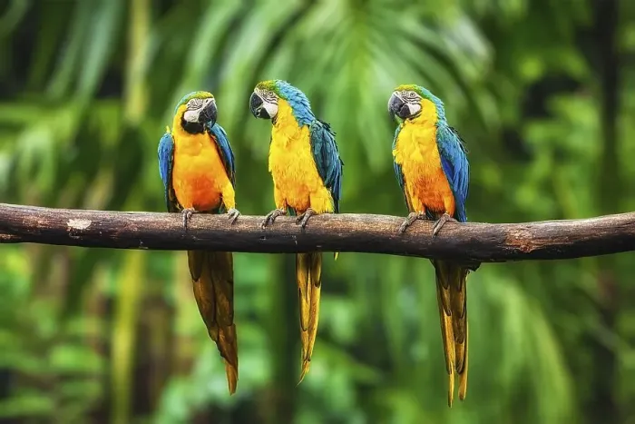 Framed Print : Blue-and-Yellow Macaw (Ara ararauna) Framed Print : Blue-and-Yellow Macaw (Ara ararauna)