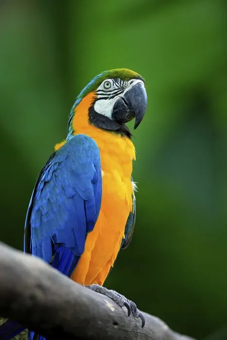 Framed Print : Blue-and-yellow Macaw (Ara ararauna) Framed Print : Blue-and-yellow Macaw (Ara ararauna)