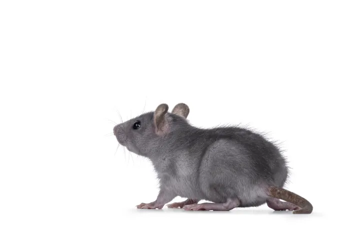 Framed Print : Blue baby rat standing side ways