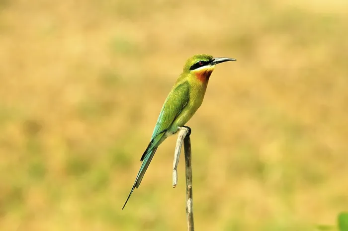 Framed Print : Blue backed blue tailed bee eater merops superciliosus philippinus