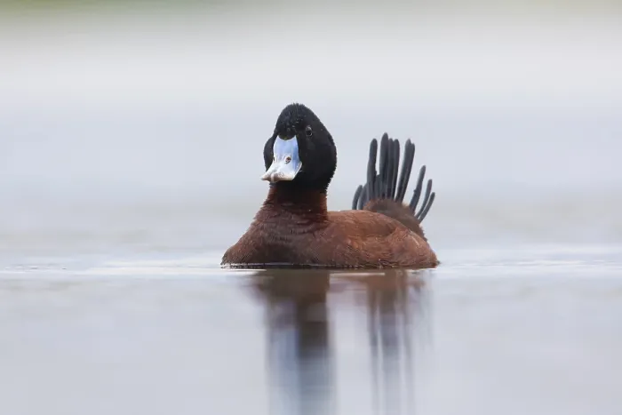Framed Print : Blue-billed Duck (Oxyura australis) male displaying