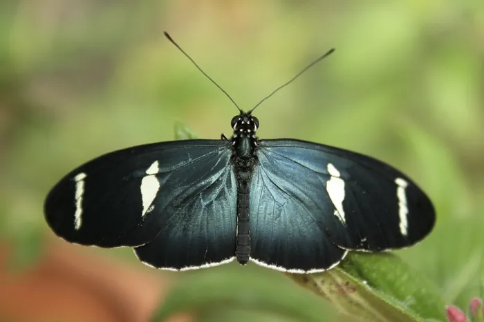 Framed Print : A blue and black butterfly clinging to the leaf of a plant in a butterfly garden in Mindo