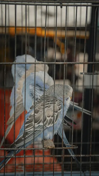 Framed Print : Blue budgerigars or melopsittacus undulatus perched inside a cage at a pet shop