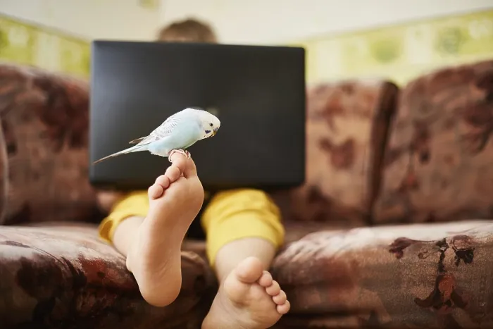Framed Print : A blue budgie is sitting on the leg of a teenager