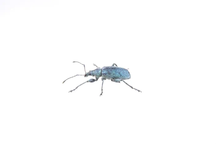 Framed Print : Blue bug isolated on a white background