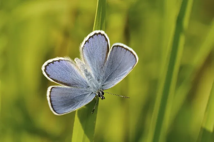 Framed Print : Blue butterfly (Lycaenidae), Baden-Wuerttemberg