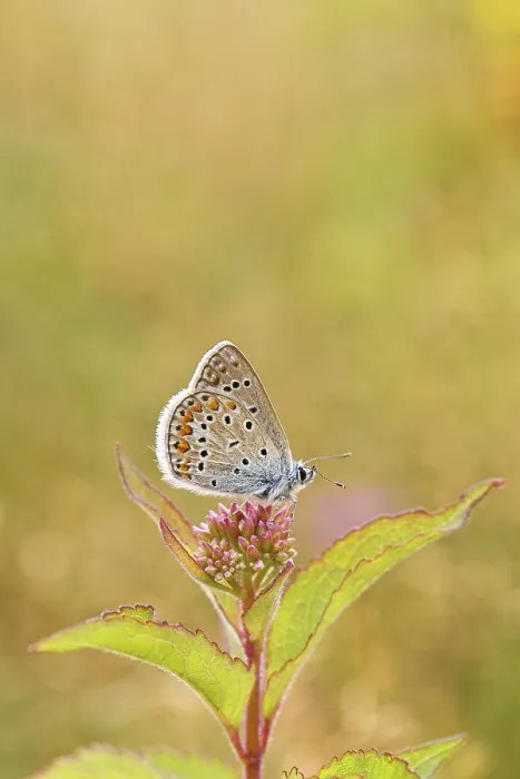 Framed Print : Blue butterfly (Polyommatus icarus) Framed Print : Blue butterfly (Polyommatus icarus)