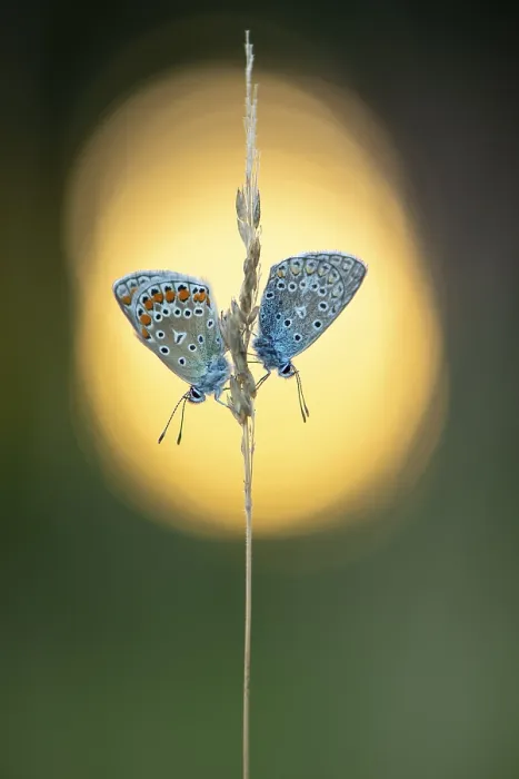 Framed Print : Blue butterfly (Polyommatus icarus) Framed Print : Blue butterfly (Polyommatus icarus)