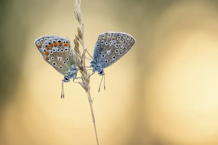 Framed Print : Blue butterfly (Polyommatus icarus) Framed Print : Blue butterfly (Polyommatus icarus)
