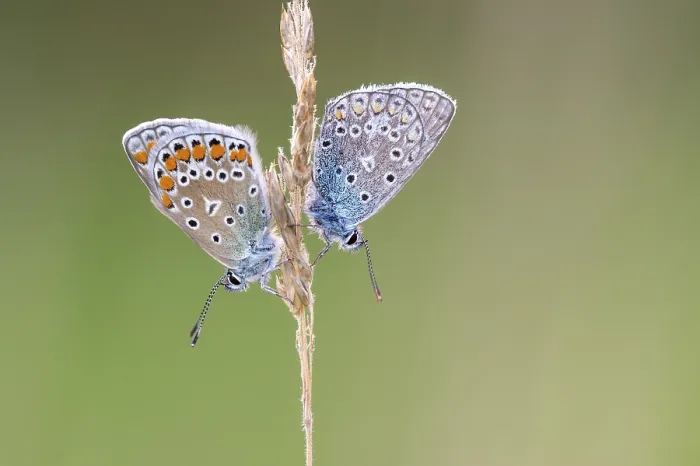 Framed Print : Blue butterfly (Polyommatus icarus) Framed Print : Blue butterfly (Polyommatus icarus)
