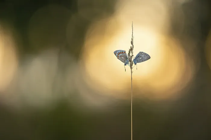 Framed Print : Blue butterfly (Polyommatus icarus) Framed Print : Blue butterfly (Polyommatus icarus)
