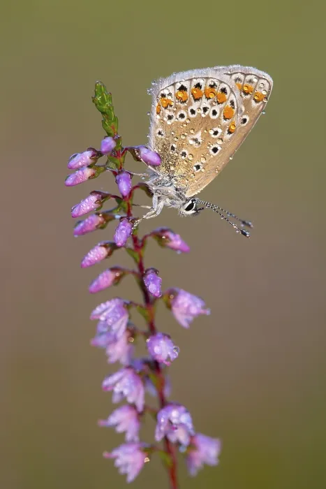 Framed Print : Blue butterfly (Polyommatus icarus) Framed Print : Blue butterfly (Polyommatus icarus)