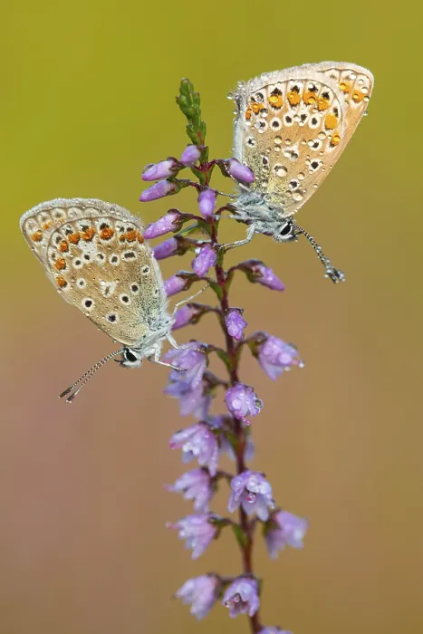 Framed Print : Blue butterfly (Polyommatus icarus) Framed Print : Blue butterfly (Polyommatus icarus)