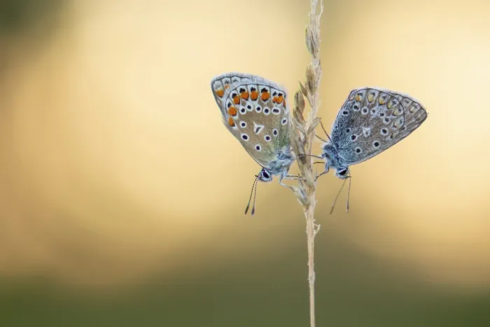 Framed Print : Blue butterfly (Polyommatus icarus) Framed Print : Blue butterfly (Polyommatus icarus)