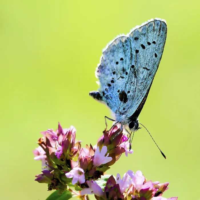 Framed Print : A blue butterfly sits on a pink flower in front of a green background