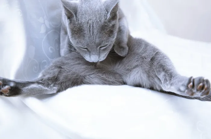 Framed Print : Blue cat making hygienic action at home