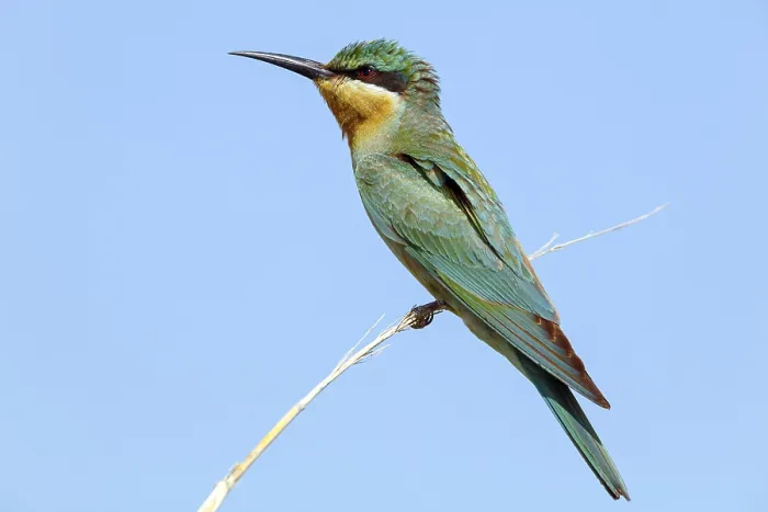 Framed Print : Blue-cheeked Bee-eater, (Merops persicus) Framed Print : Blue-cheeked Bee-eater, (Merops persicus)