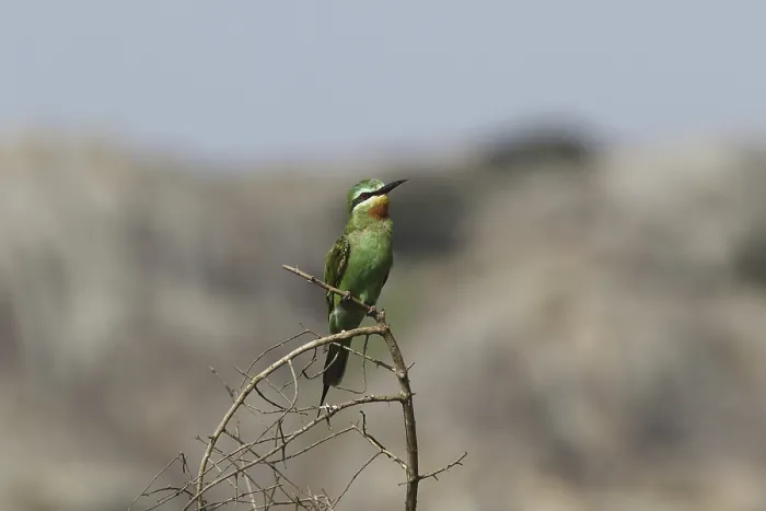 Framed Print : Blue-cheeked Bee-eater (Merops persicus) Framed Print : Blue-cheeked Bee-eater (Merops persicus)