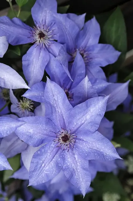 Framed Print : Blue clematises (Clematis) with water drops Framed Print : Blue clematises (Clematis) with water drops