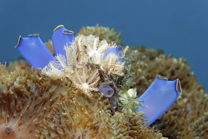 Framed Print : Blue Club Tunicate (Rhopalaea crassa) Framed Print : Blue Club Tunicate (Rhopalaea crassa)