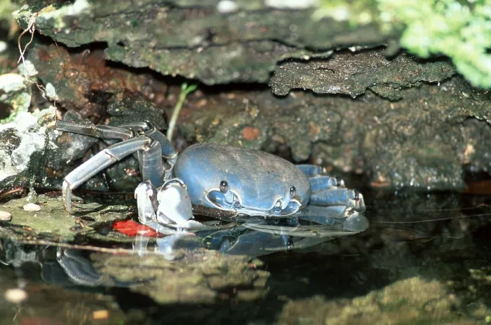 Framed Print : Blue Crab (Callinectes sapidus)
