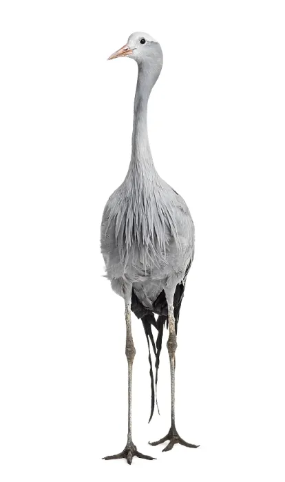 Framed Print : Blue Crane, Grus paradisea, also known as the Stanley crane and the paradise crane standing against white background Framed Print : Blue Crane, Grus paradisea, also known as the Stanley crane and the paradise crane standing against white background