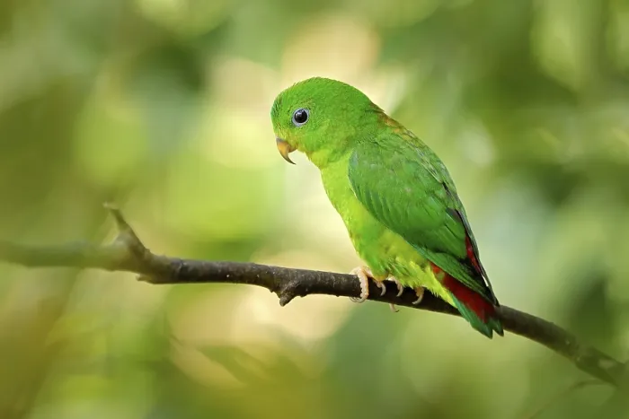 Framed Print : Blue-crowned hanging parrot, Loriculus galgulus Framed Print : Blue-crowned hanging parrot, Loriculus galgulus