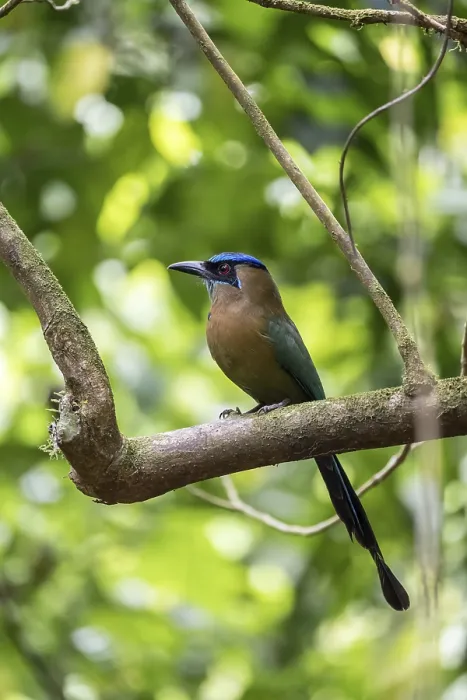 Framed Print : Blue-crowned motmot (Momotus lessonii) Framed Print : Blue-crowned motmot (Momotus lessonii)