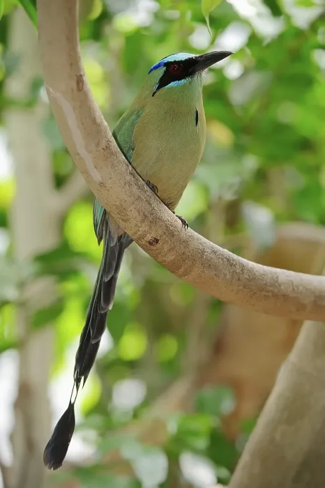 Framed Print : Blue-crowned Motmot (Momotus momota) Framed Print : Blue-crowned Motmot (Momotus momota)