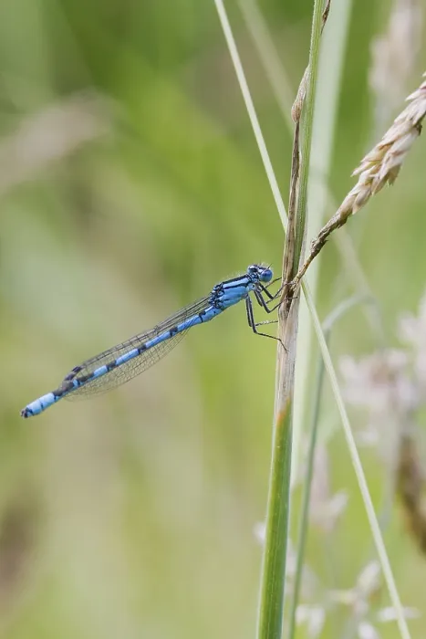 Framed Print : Blue Damselfly resting on a branch closeup Framed Print : Blue Damselfly resting on a branch closeup