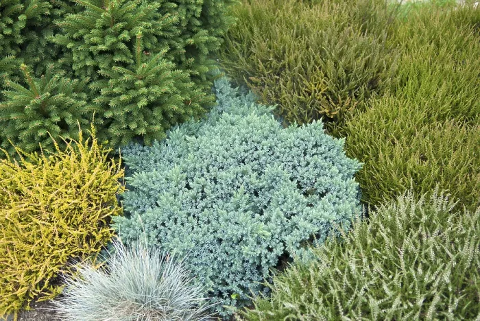 Framed Print : Blue dwarf juniper (Juniperus squamata Blue Star') Framed Print : Blue dwarf juniper (Juniperus squamata Blue Star')
