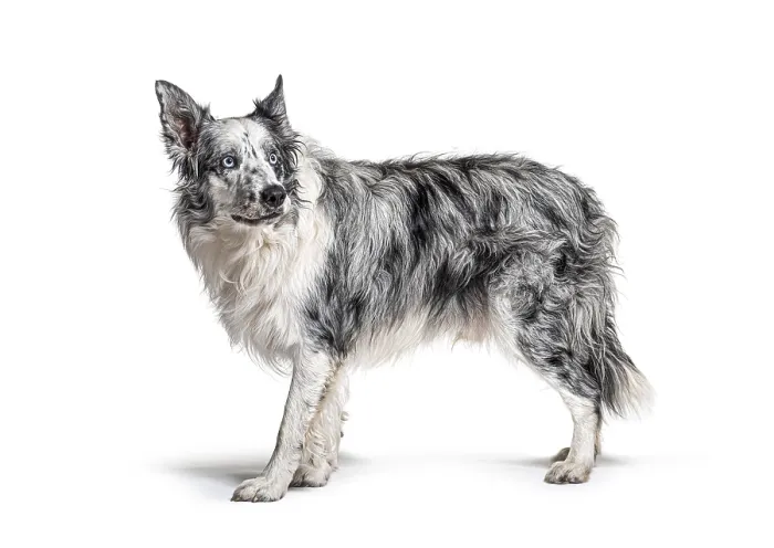 Framed Print : Blue eyed blue merle border collie Framed Print : Blue eyed blue merle border collie