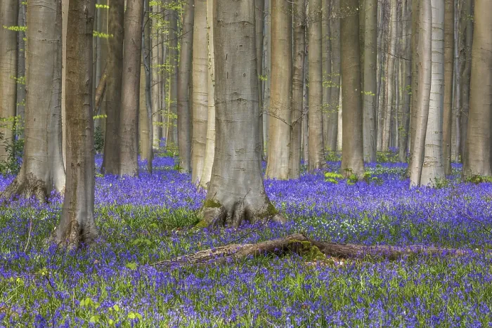 Framed Print : Blue flowering bluebells (Hyacinthoides non-scripta) in the copper beech (Fagus sylvatica) forest