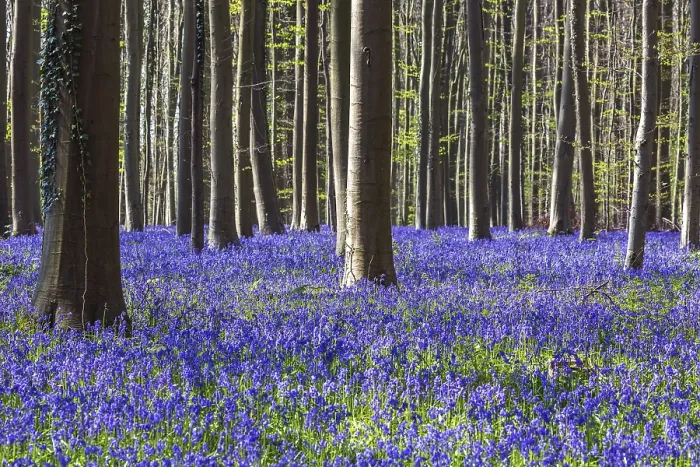 Framed Print : Blue flowering bluebells (Hyacinthoides non-scripta) in the copper beech (Fagus sylvatica) forest Framed Print : Blue flowering bluebells (Hyacinthoides non-scripta) in the copper beech (Fagus sylvatica) forest