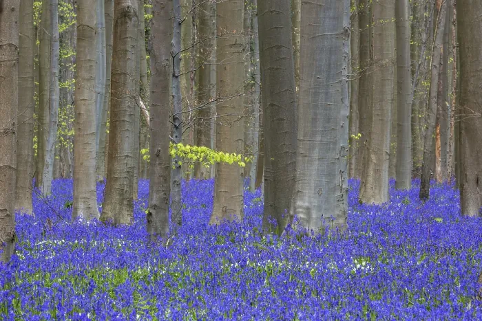 Framed Print : Blue flowering bluebells (Hyacinthoides non-scripta) in the copper beech (Fagus sylvatica) forest Framed Print : Blue flowering bluebells (Hyacinthoides non-scripta) in the copper beech (Fagus sylvatica) forest