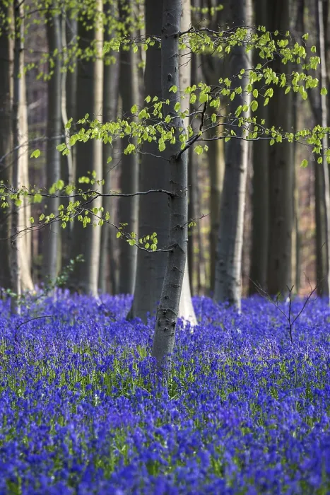 Framed Print : Blue flowering bluebells (Hyacinthoides non-scripta) in the copper beech (Fagus sylvatica) forest Framed Print : Blue flowering bluebells (Hyacinthoides non-scripta) in the copper beech (Fagus sylvatica) forest