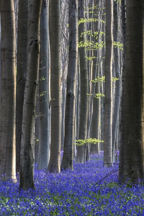Framed Print : Blue flowering bluebells (Hyacinthoides non-scripta) in the copper beech (Fagus sylvatica) forest