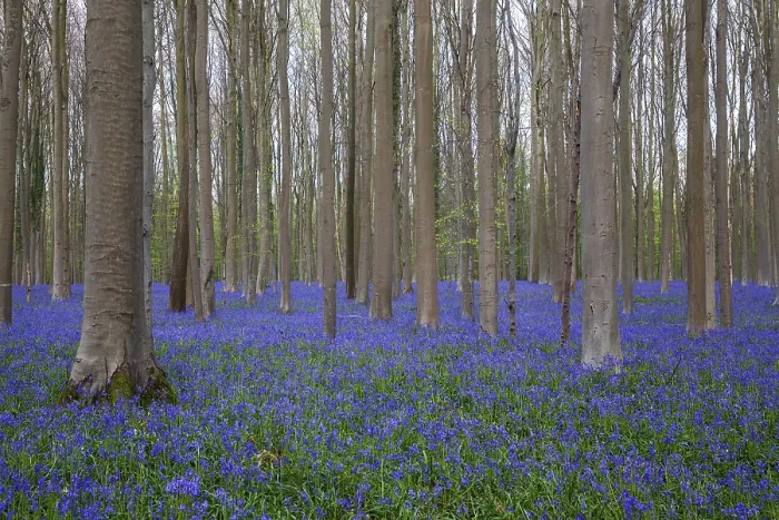 Framed Print : Blue flowering bluebells (Hyacinthoides non-scripta) in the copper beech (Fagus sylvatica) forest
