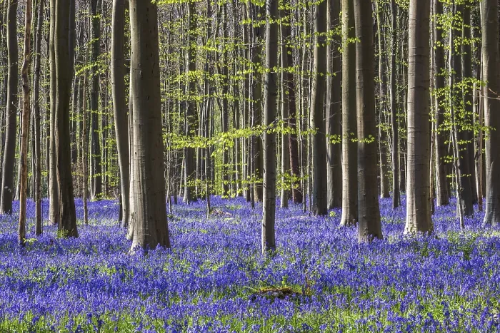 Framed Print : Blue flowering bluebells (Hyacinthoides non-scripta) in the copper beech (Fagus sylvatica) forest