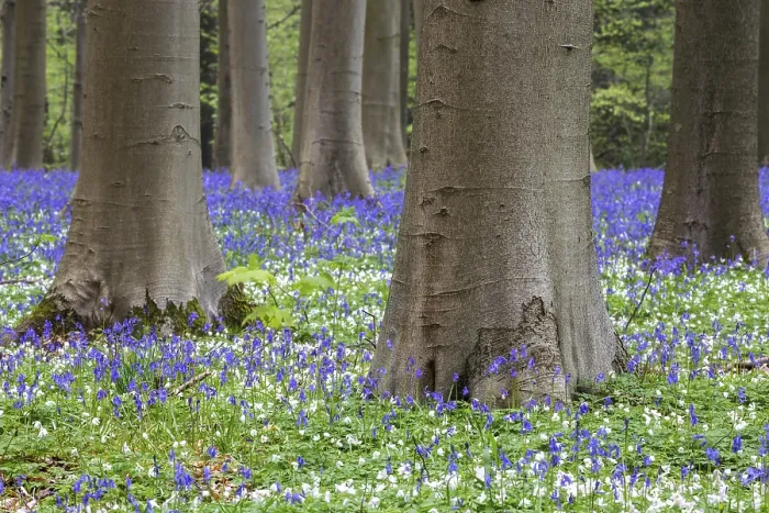 Framed Print : Blue flowering bluebells (Hyacinthoides non-scripta) in the copper beech (Fagus sylvatica) forest Framed Print : Blue flowering bluebells (Hyacinthoides non-scripta) in the copper beech (Fagus sylvatica) forest
