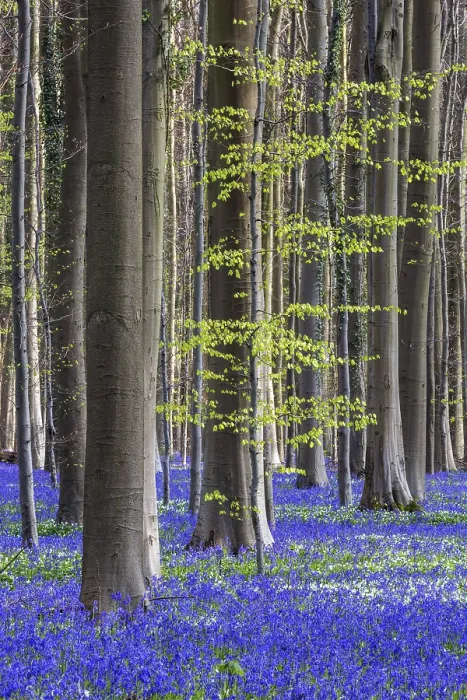 Framed Print : Blue flowering bluebells (Hyacinthoides non-scripta) in the copper beech (Fagus sylvatica) forest Framed Print : Blue flowering bluebells (Hyacinthoides non-scripta) in the copper beech (Fagus sylvatica) forest
